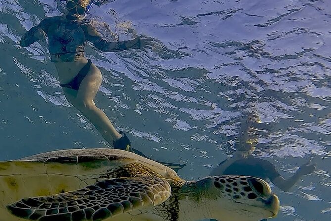 Snorkel with Turtles & see the Flamingos - Guides who make the difference