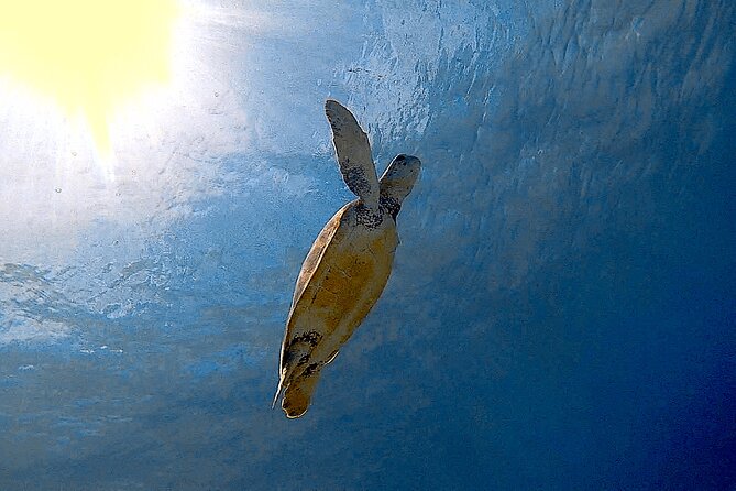 Snorkel with Turtles & see the Flamingos - Price, pickup, and what is included
