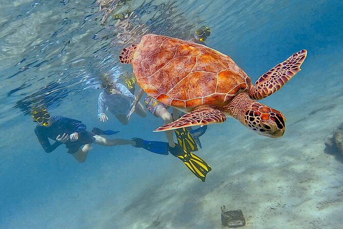 Snorkel with Turtles & see the Flamingos - Booking, weather, and cancellation details