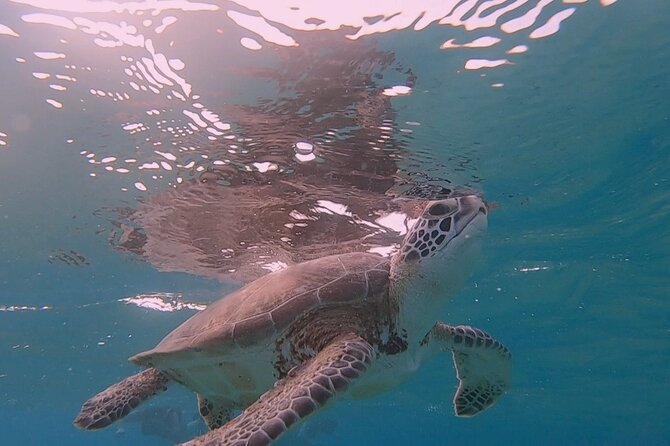 Snorkel with Turtles & see the Flamingos - Seeing turtles without feeding them