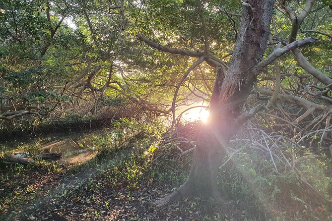 Spanish Lagoon Mangrove Trail & Bird Watching - Key points at a glance
