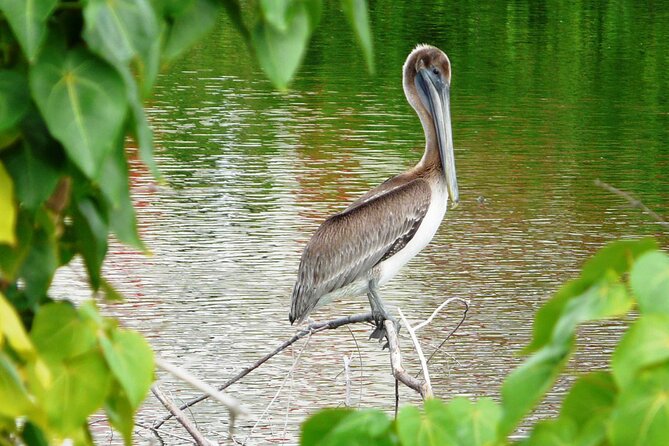 St.Martin - St.Maarten: Small Group, Birding Tour / Bird Watching Tour - Key points to know before booking