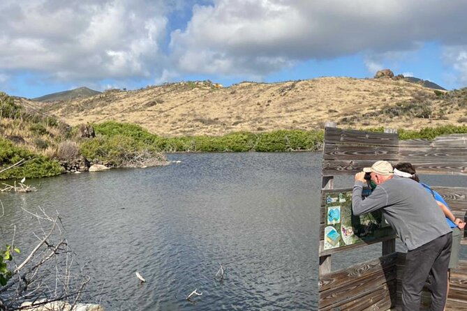St.Martin - St.Maarten: Small Group, Birding Tour / Bird Watching Tour - Why St. Maarten makes a good birding morning
