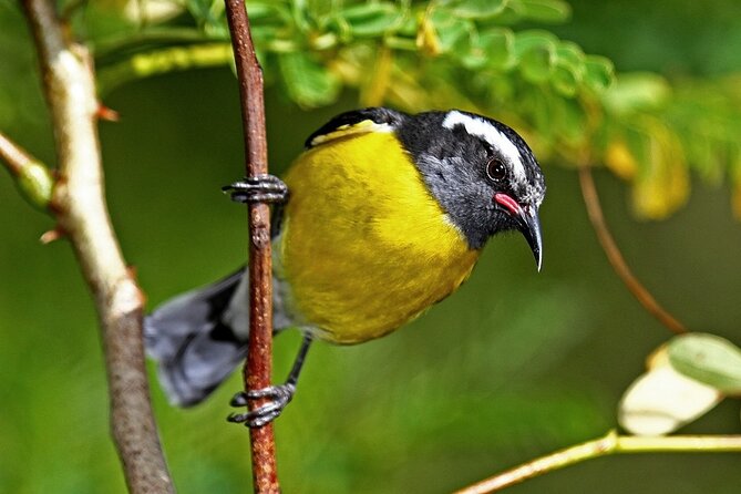 St.Martin - St.Maarten: Small Group, Birding Tour / Bird Watching Tour - The fresh pond and wooded areas