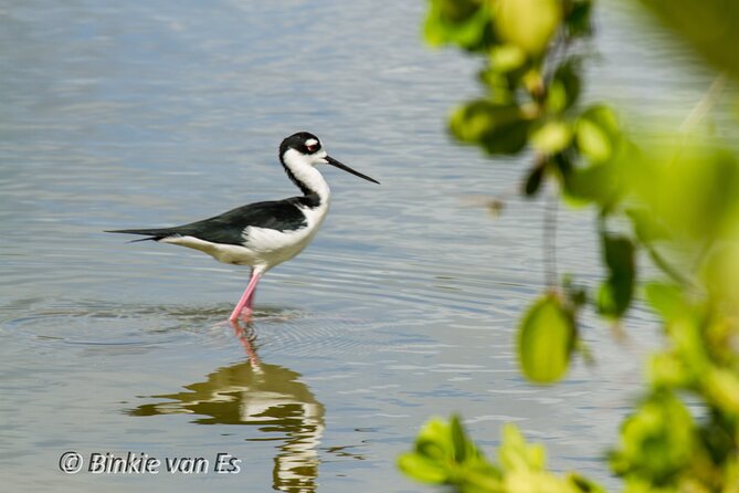 St.Martin - St.Maarten: Small Group, Birding Tour / Bird Watching Tour - Rocky coastline and sandy shore
