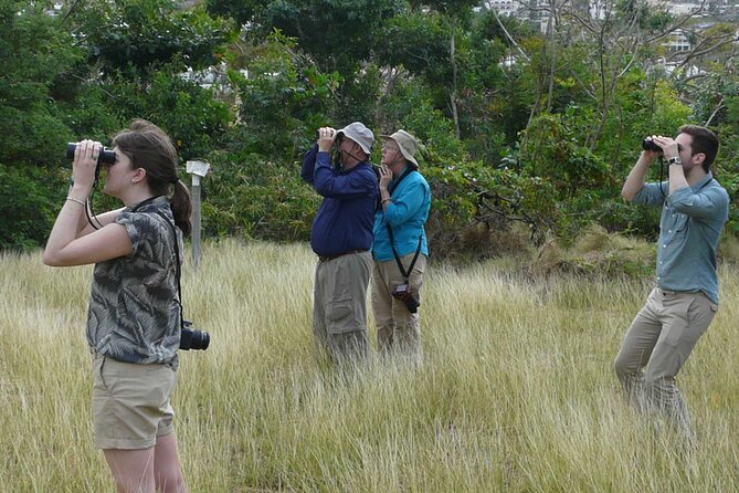 St.Martin - St.Maarten: Small Group, Birding Tour / Bird Watching Tour - What the guide adds to the morning