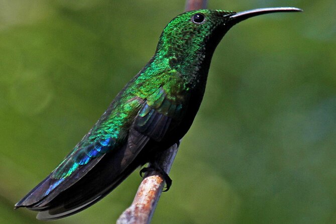 St.Martin - St.Maarten: Small Group, Birding Tour / Bird Watching Tour - Coffee, homemade treats, and a useful pause