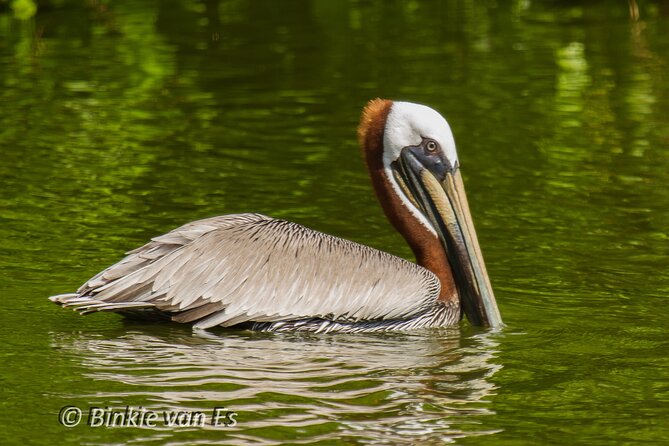 St.Martin - St.Maarten: Small Group, Birding Tour / Bird Watching Tour - Is $129 a fair price?