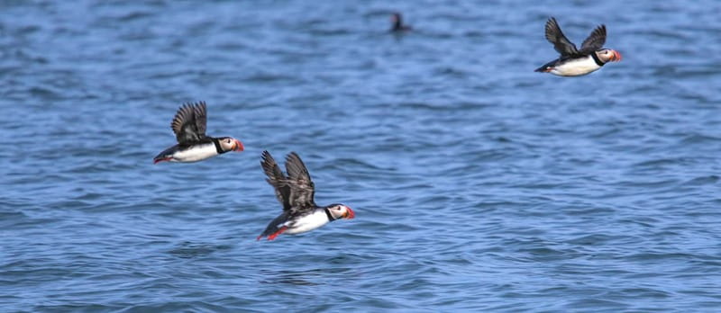 Stykkishólmur: Puffin and Wildlife Boat Tour - Crossing Breiðafjörður Bay for the Views