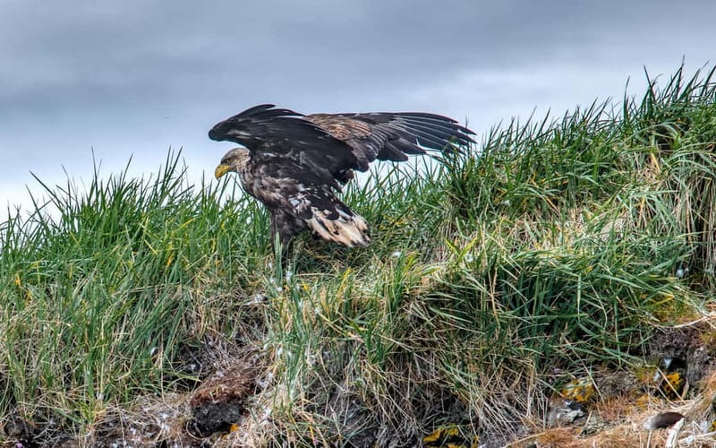 Stykkishólmur: Puffin and Wildlife Boat Tour - A Wider Cast of Seabirds and Marine Life