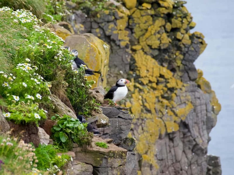 Stykkishólmur: Puffin and Wildlife Boat Tour - Why the Small Group Matters at Sea