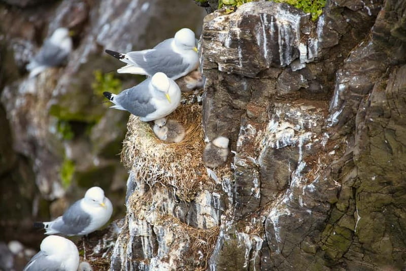 Stykkishólmur: Puffin and Wildlife Boat Tour - Is $104 a Fair Price?
