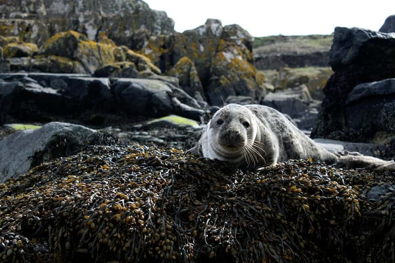 Stykkishólmur: Puffin and Wildlife Boat Tour - Who Will Enjoy This Boat Tour Most?