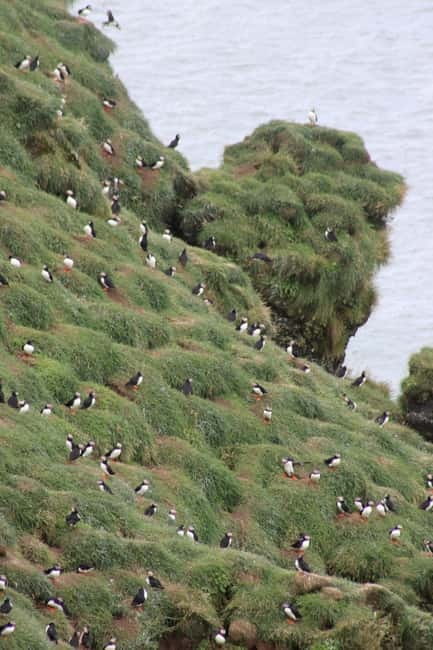 Stykkishólmur: Puffin and Wildlife Boat Tour - Best Timing for Puffins and Better Photos