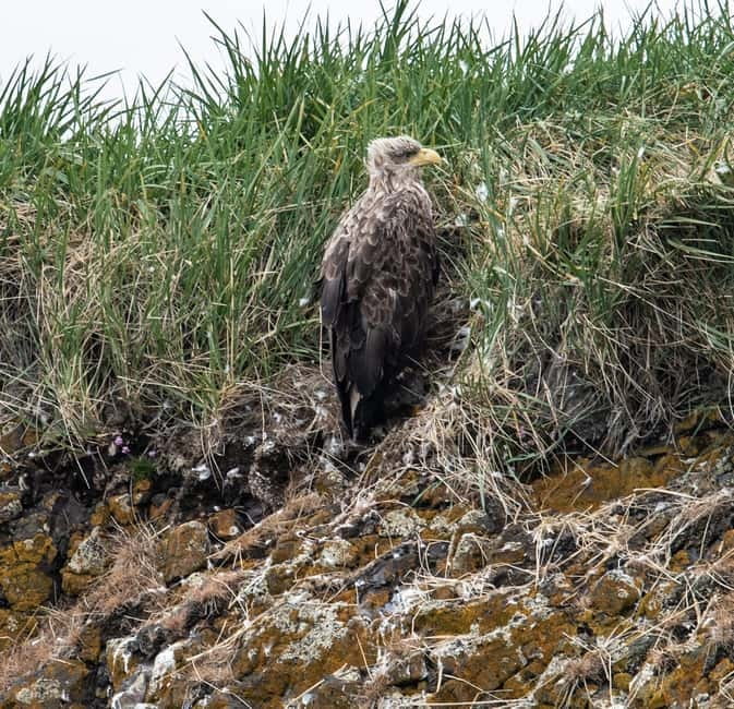 Stykkishólmur: Puffin and Wildlife Boat Tour - Meeting Puffins During Nesting Season