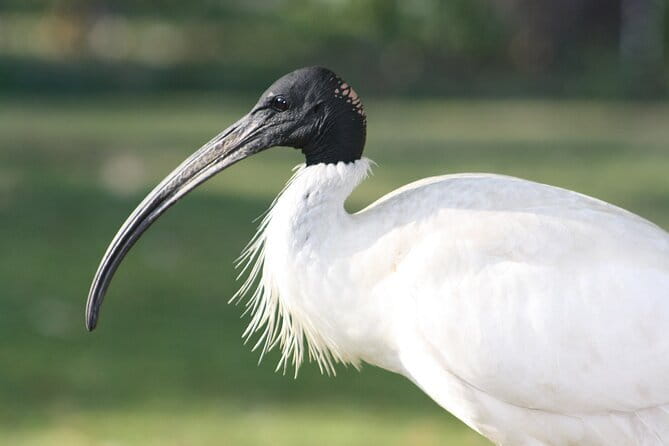 Sultanpur Bird Sanctuary Tour Near Delhi - Key points to know before booking