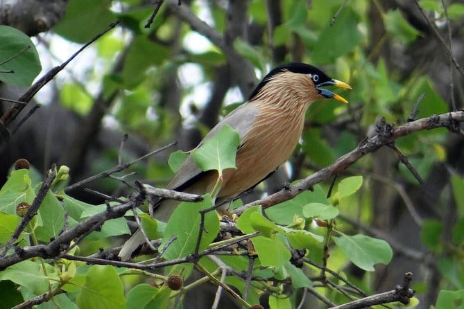 Sultanpur Bird Sanctuary Tour Near Delhi - Booking and cancellation details