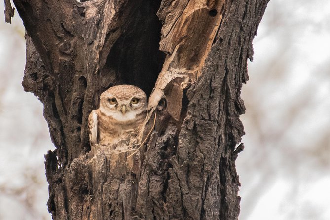 Sultanpur Birding Escapade - Key points at a glance