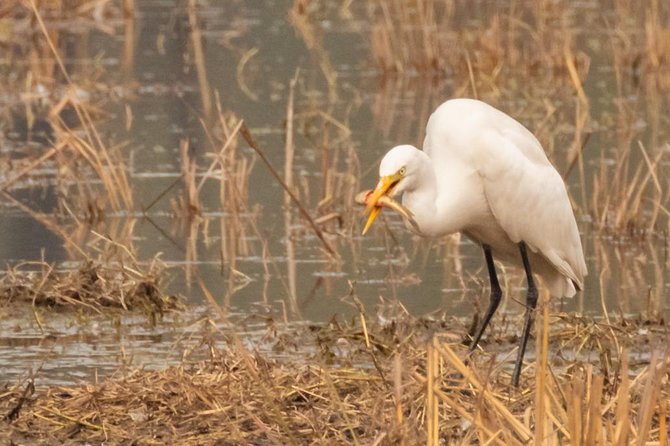 Sultanpur Birding Escapade - The ride from Delhi and the value of private transport