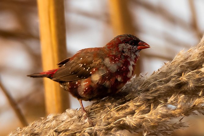 Sultanpur Birding Escapade - What the $0.00 price really means