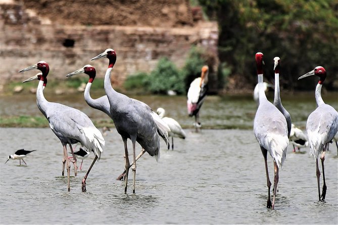 Sultanpur The wonder of Birding from Delhi - Key points to know before booking