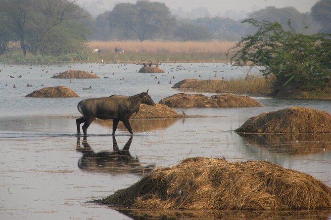Sultanpur The wonder of Birding from Delhi - Why Sultanpur works as a Delhi day trip