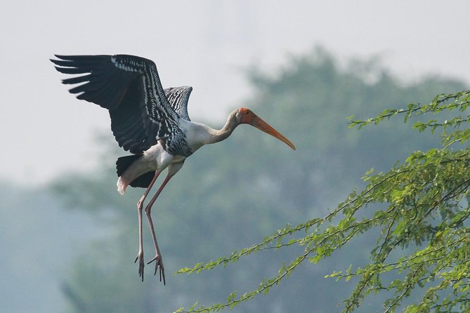 Sultanpur The wonder of Birding from Delhi - A realistic look at the $85 price