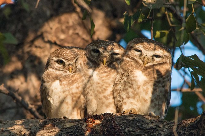 Sultanpur The wonder of Birding from Delhi - Leaving Delhi at 7:00 am