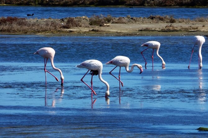 Sunset among flamingos in the Ebro Delta - At a glance