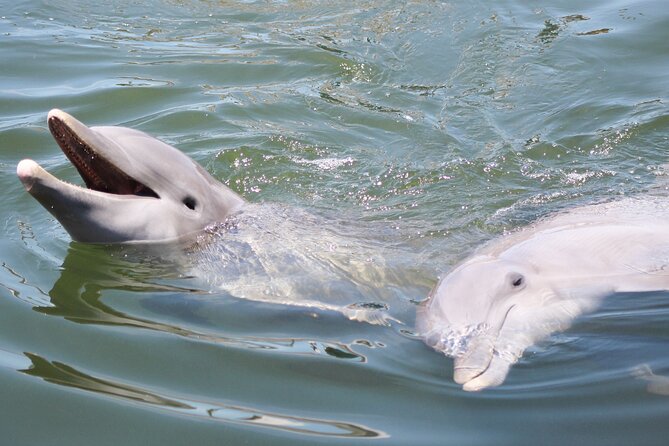 Sunset, Dolphin/Birding On A Private Guided Savannah Cruise - Key reasons to choose this Savannah cruise