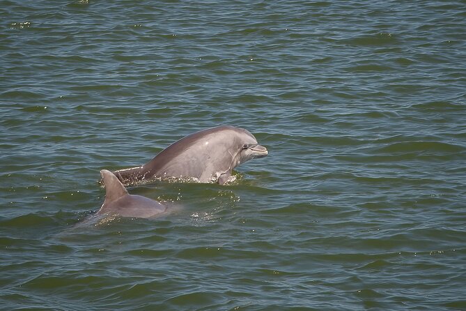 Sunset, Dolphin/Birding On A Private Guided Savannah Cruise - Starting at Isle of Hope on Bluff Drive