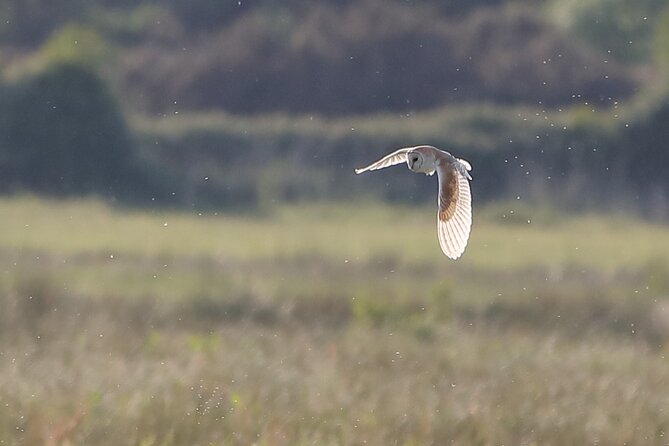 Sussex Birdwatching Private Guided Day Tour - Key points at a glance
