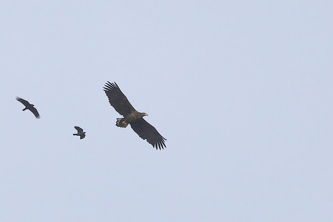 Sussex Birdwatching Private Guided Day Tour - Burpham: open downland and farmland birds