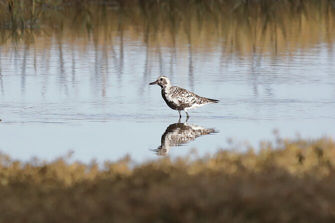 Sussex Birdwatching Private Guided Day Tour - What the private guide adds