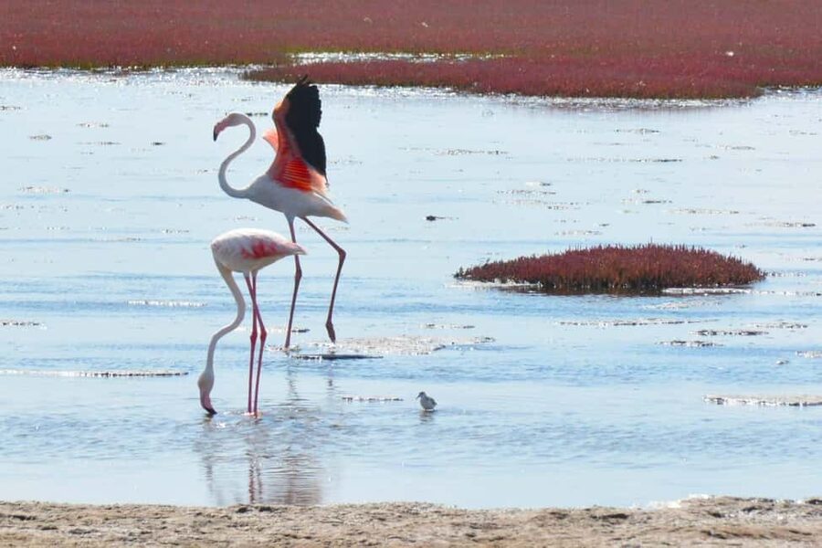 swakopmund city tour dune 7 pink lake pink flamingos - What this three-hour outing is trying to show you