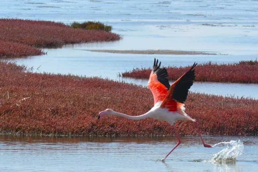 swakopmund city tour dune 7 pink lake pink flamingos - Is $75 good value?
