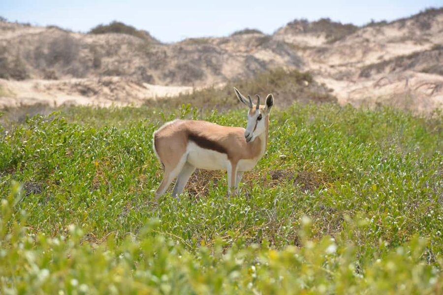 swakopmund city tour dune 7 pink lake pink flamingos - Who should choose this tour?