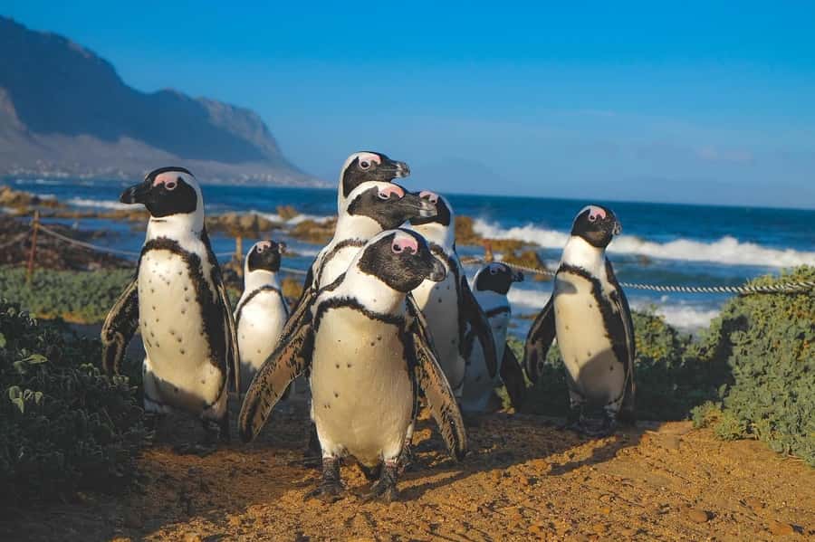 Swim with Penguins at Boulders Beach Penguin Colony - Key points to know before booking