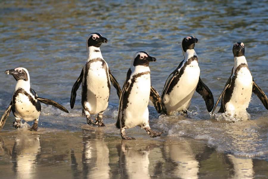 Swim with Penguins at Boulders Beach Penguin Colony - Muizenberg and the False Bay coast