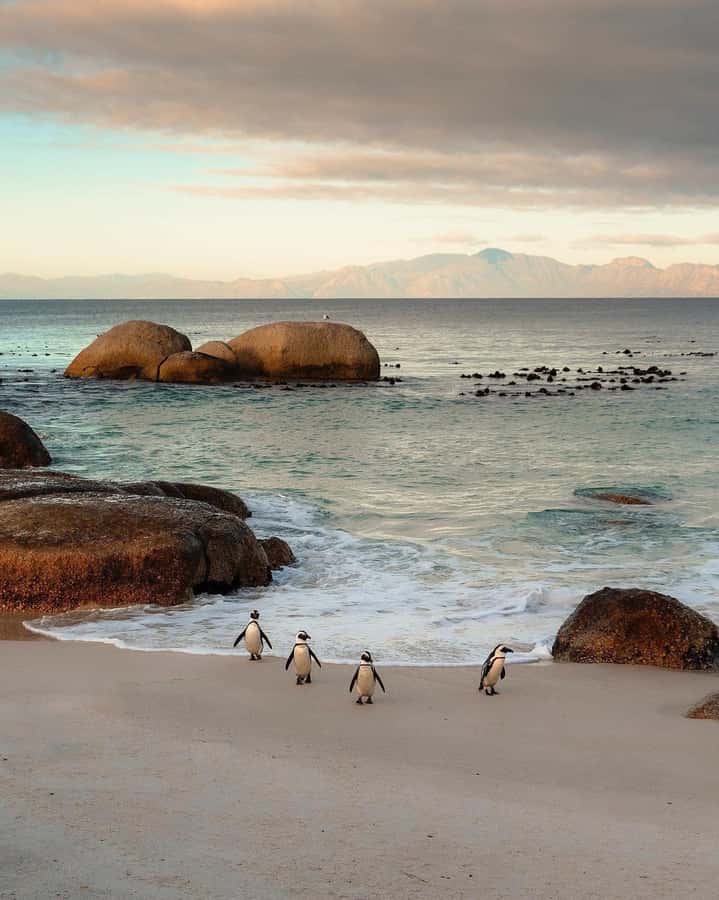 Swim with Penguins at Boulders Beach Penguin Colony - Chapman’s Peak makes the return route special