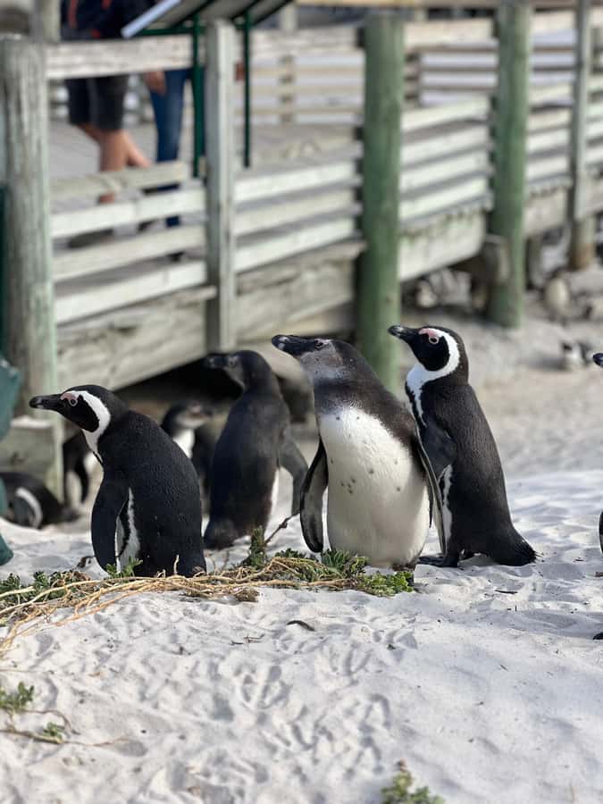 Swim with Penguins at Boulders Beach Penguin Colony - Transport, pickup, and group size
