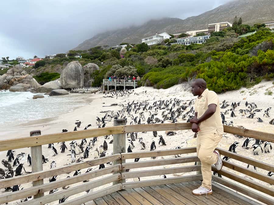 Swim with Penguins at Boulders Beach Penguin Colony - Starting in Bo-Kaap