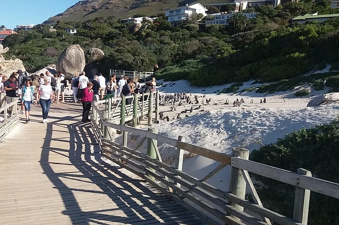 Swim with Penguins At Boulders Chapman's Peak Exc Entry Fees - Ostriches and the Cape of Good Hope