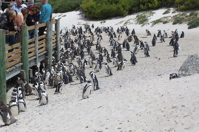 Swim with Penguins At Boulders Chapman's Peak Exc Entry Fees - Cape Point Lighthouse and the Nature Reserve