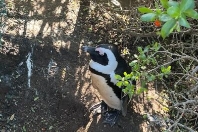 Table Mountain and Penguins Half Day Shared Group Tour
