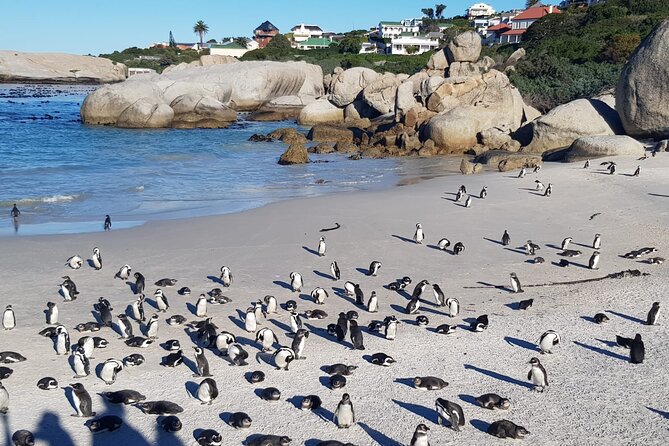 Table Mountain, Boulder's Penguins, Cape of Good Hope&Cape Point - Cape Town’s center and the Bo-Kaap