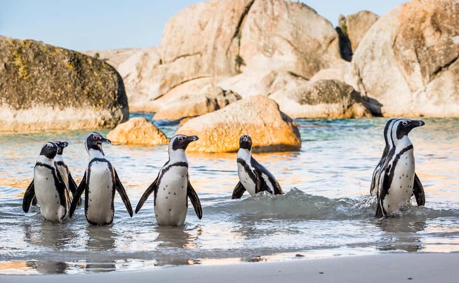 Table Mountain, Boulder's Penguins & Cape Point Private Tour - Key points to know before booking