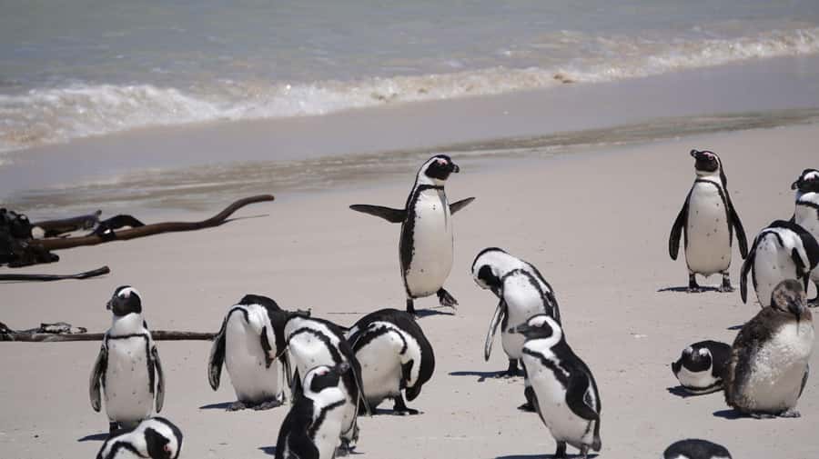 Table Mountain, Cape of Good Hope & Penguins Private Tour - Two hours at the Cape of Good Hope