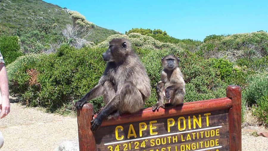 Table Mountain, Cape of Good Hope & Penguins Shared Tour - Why this one-day Cape Peninsula route works