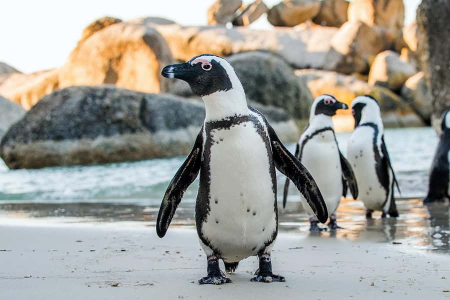 Table Mountain, Cape of Good Hope & Penguins Shared Tour - The guide makes a real difference
